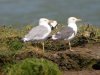 Yellow-legged Gull at River Roach (Steve Arlow) (87468 bytes)